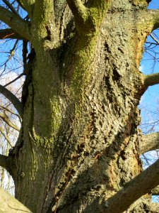 20140212Tilia_cordata3