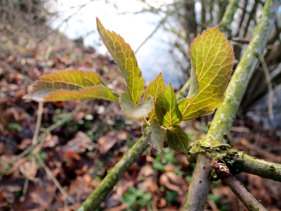 20140124Sambucus_nigra1