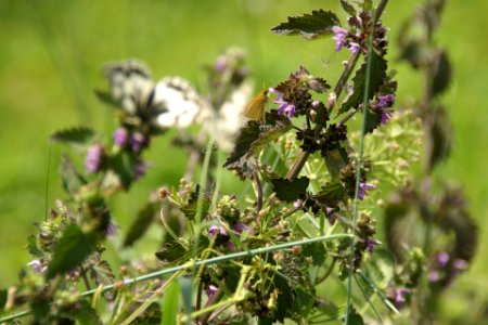 2014.06.22.120400_Unidentified_butterfly_Osthofen