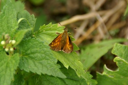 2014.06.22.120627_Unidentified_butterfly_Osthofen