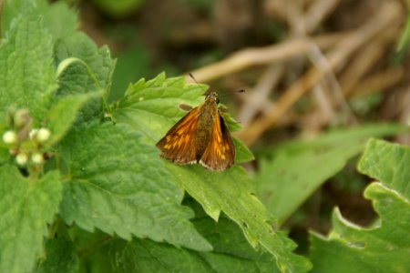 2014.06.22.120627_Unidentified_butterfly_Osthofen photo