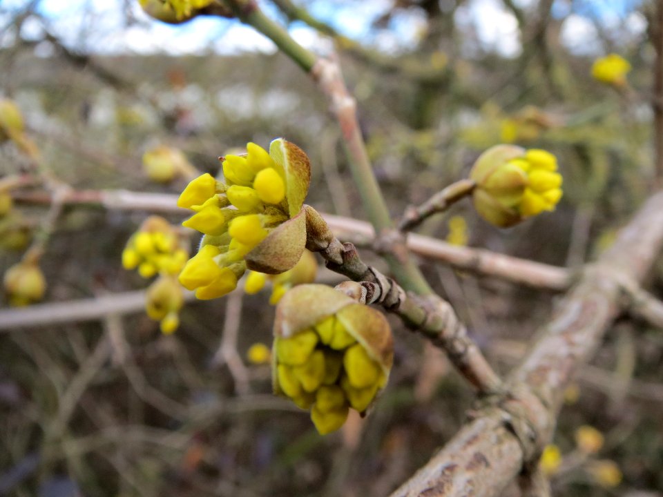 20140211Cornus_mas4