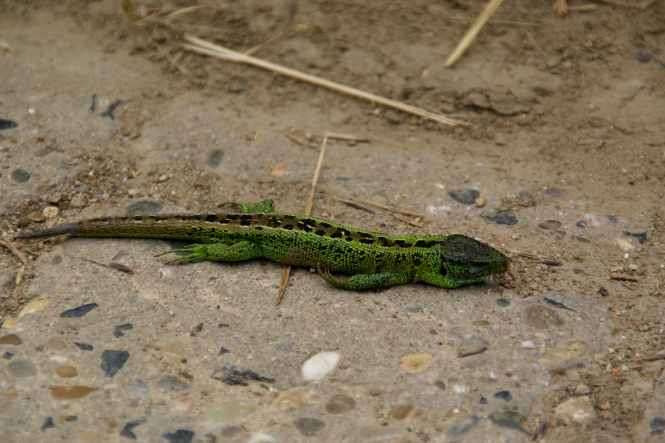 2014.06.22.121051_Lacerta_agilis_(dead)_Zauneidechse_Sand_Lizard_Osthofen