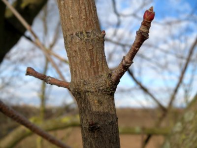 20140211Acer_platanoides3