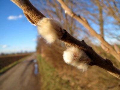 20140128Salix_caprea3