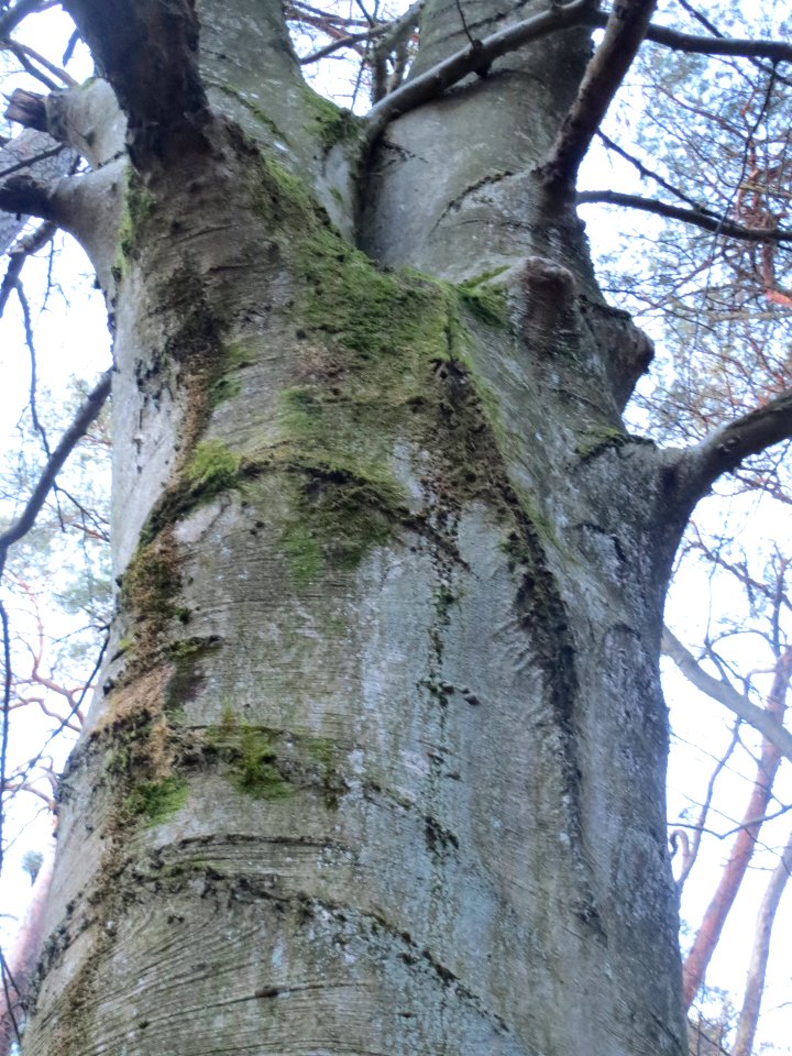 20140212Fagus_sylvatica8