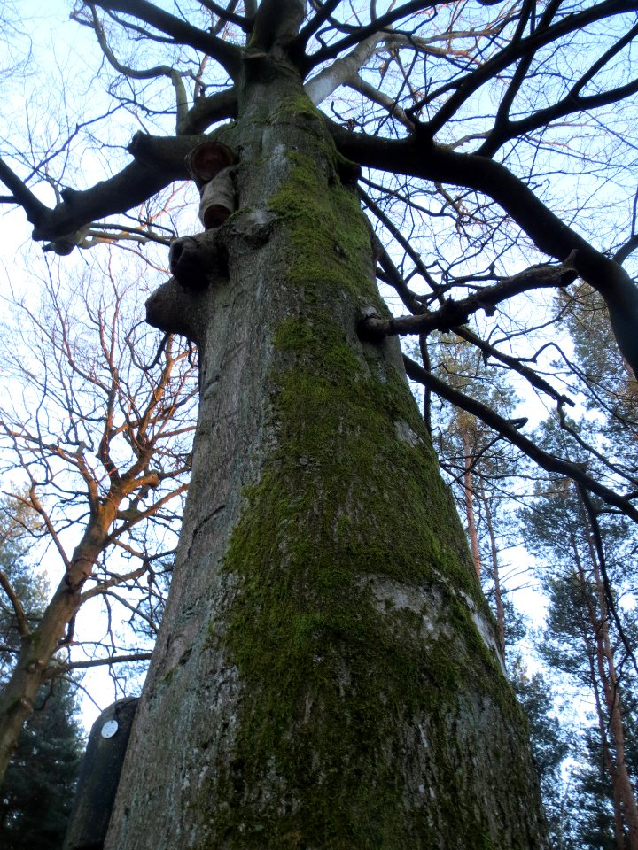 20140212Fagus_sylvatica4