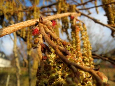 20140124Corylus_colurna3