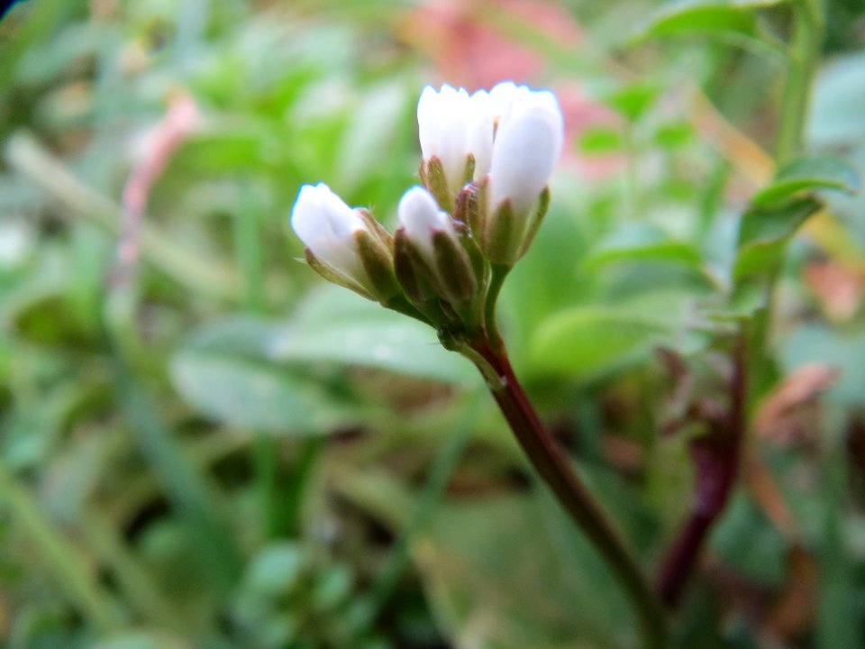 20140122Cardamine_hirsuta1