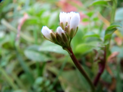 20140122Cardamine_hirsuta1