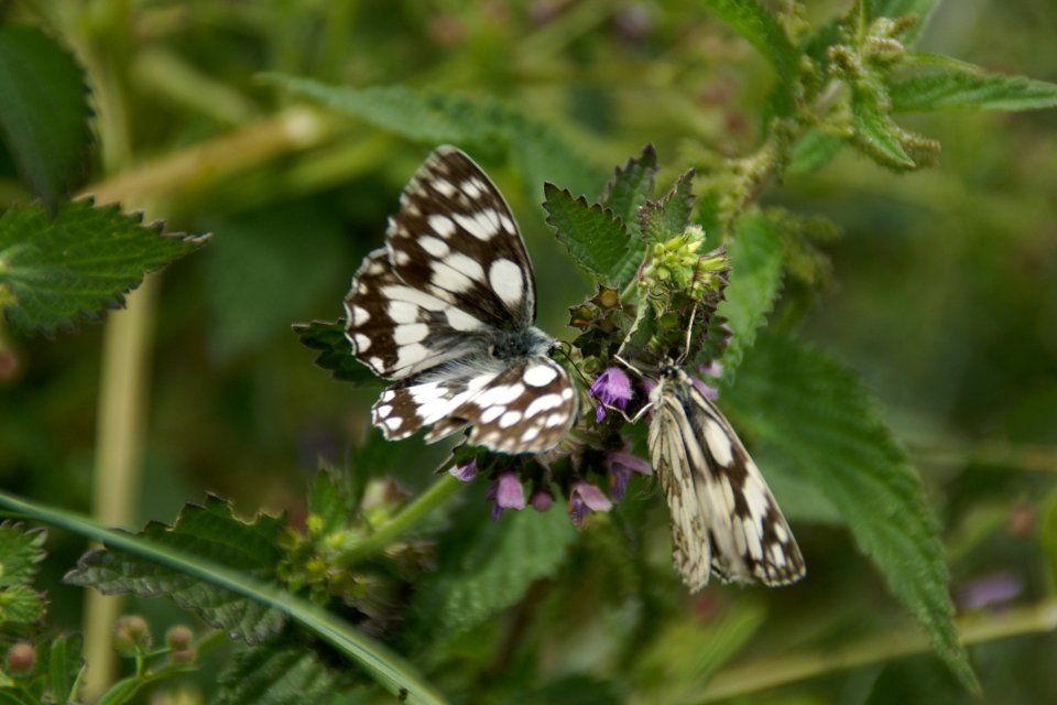 2014.06.22.120536_Melanargia_galathea_Osthofen