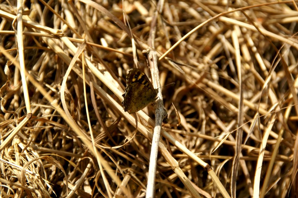2014.06.22.120136_Pararge_aegeria_Osthofen