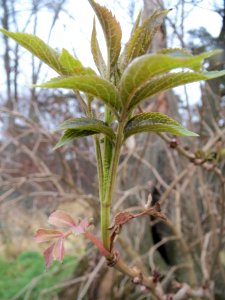 20140119Sambucus_nigra1
