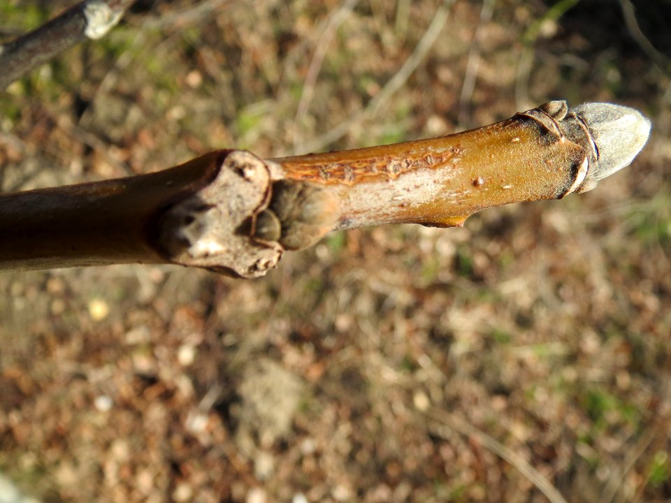 20140212Acer_pseudoplatanus