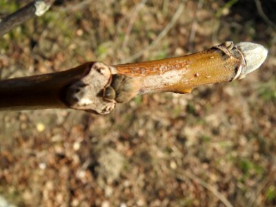 20140212Acer_pseudoplatanus