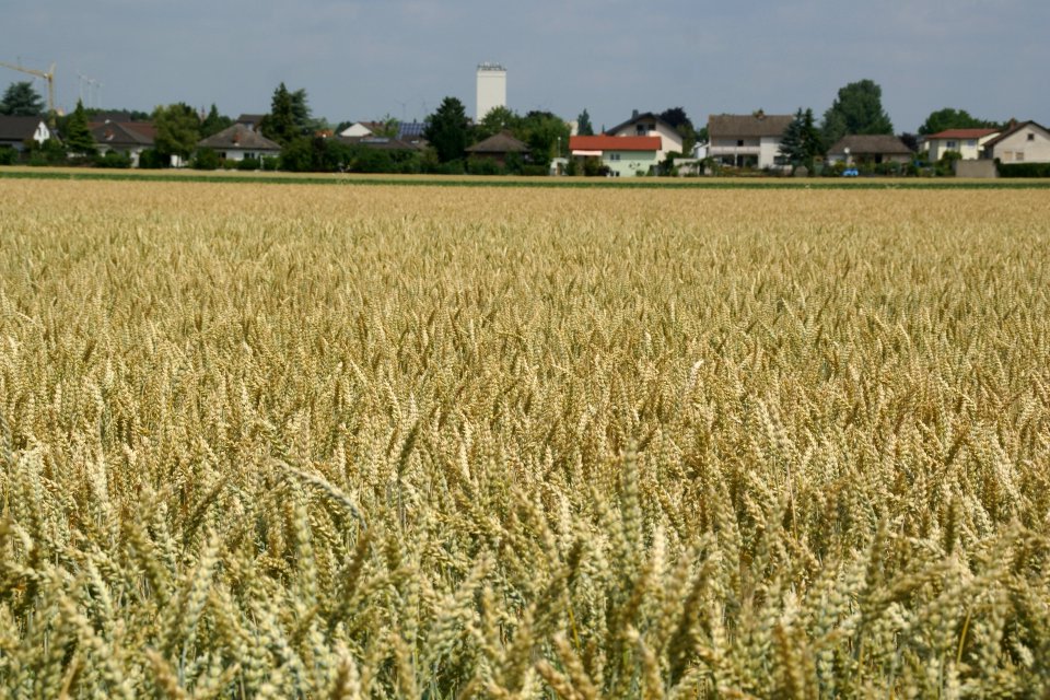 2014.06.22.112304_Wheat_field_Osthofen