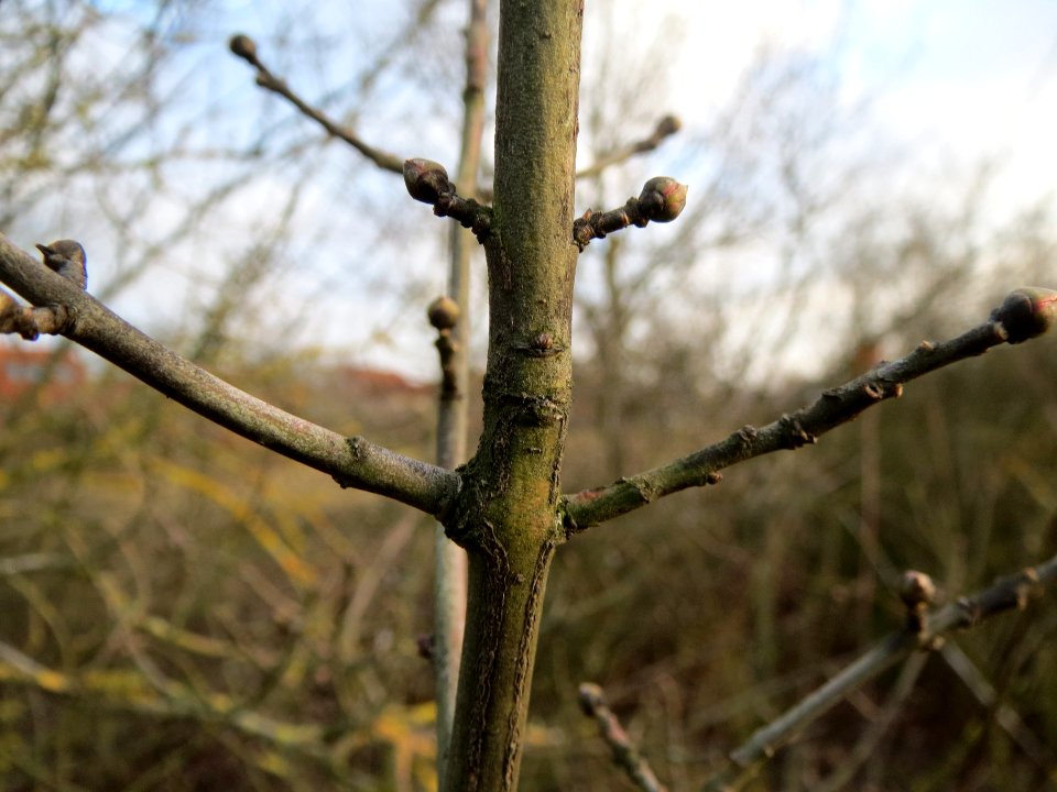 20140129Pfaffenhuetchen6