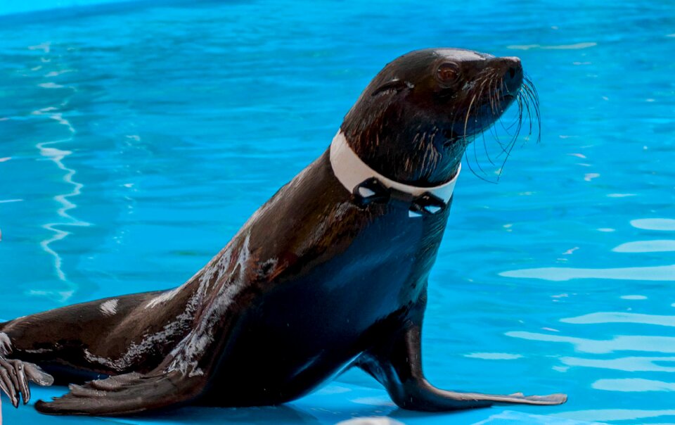 Fur seal dolphinarium training