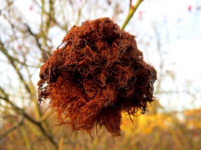 20140108Rose_Hockenheim2