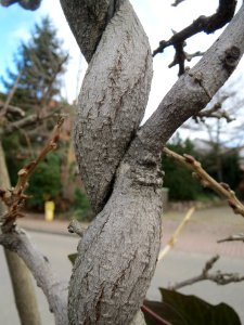 20140211Wisteria_floribunda3