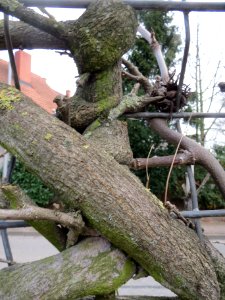 20140211Wisteria_floribunda1
