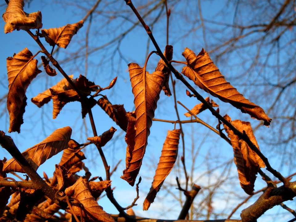 20140107Hainbuchenhecke_Hockenheim