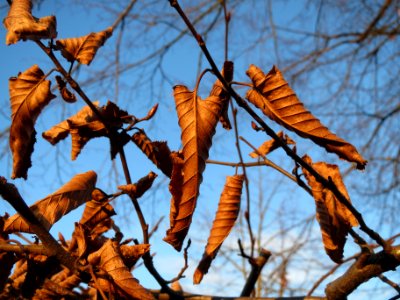 20140107Hainbuchenhecke_Hockenheim