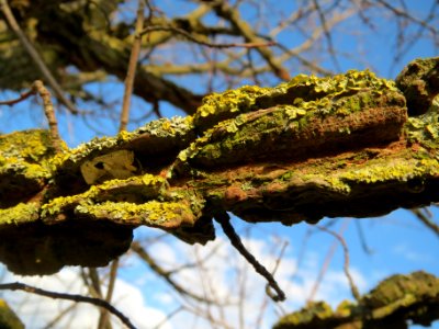 20140211Ulmus_minor3