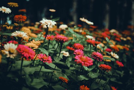 Summer plant park