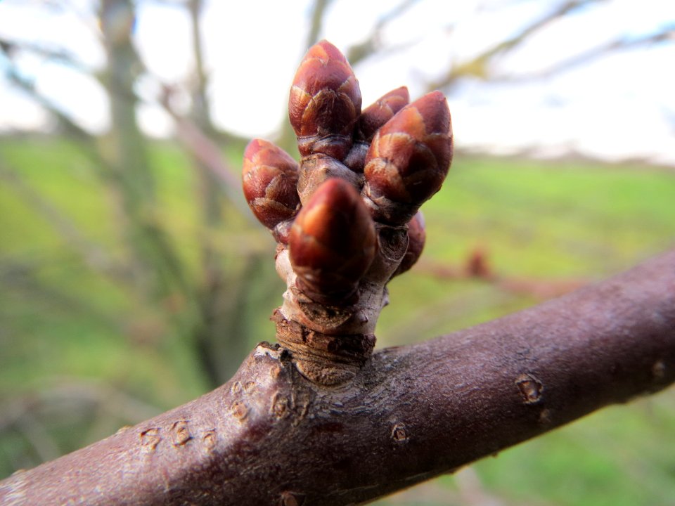 20140110Kirsche_Reilingen5