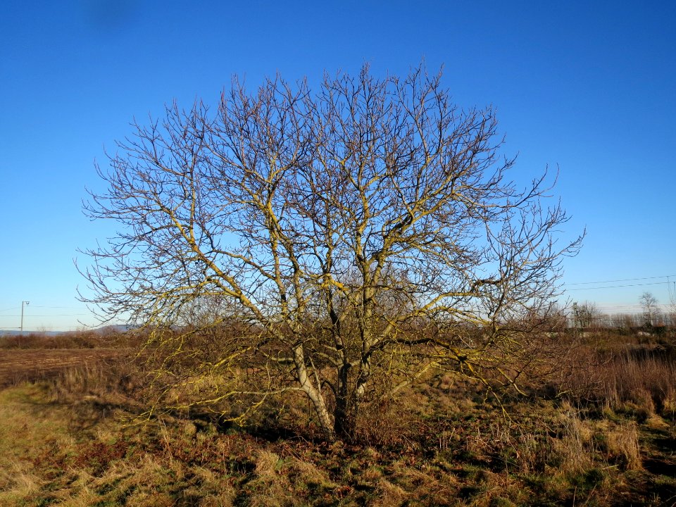 20140117Juglans_regia2