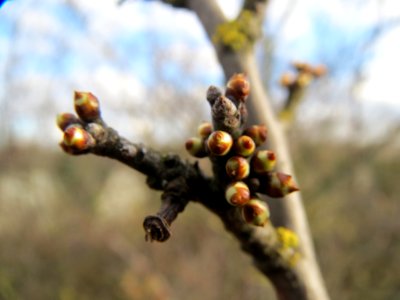 20140211Schlehe_Neulussheim