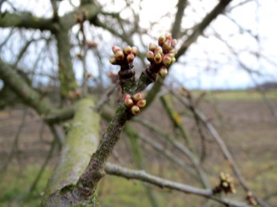 20140109Prunus_cerasifera_Horststuecker4