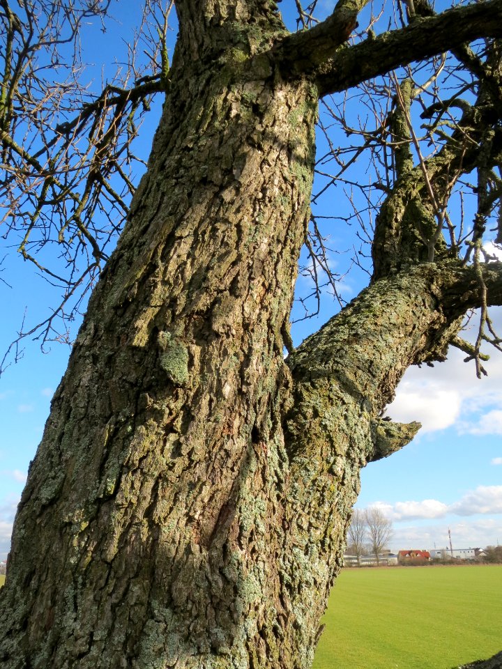 20140212Birne_Reilingen01