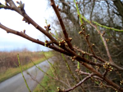 20140109Prunus_cerasifera_Horststuecker1