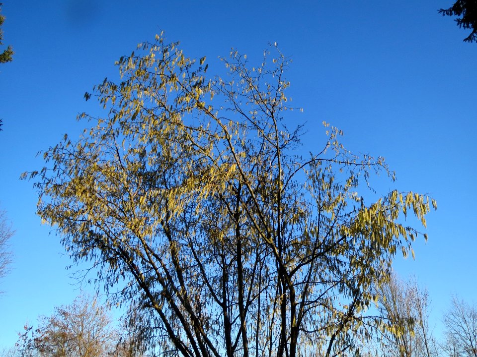 20140117Haselnuss_Hockenheim1