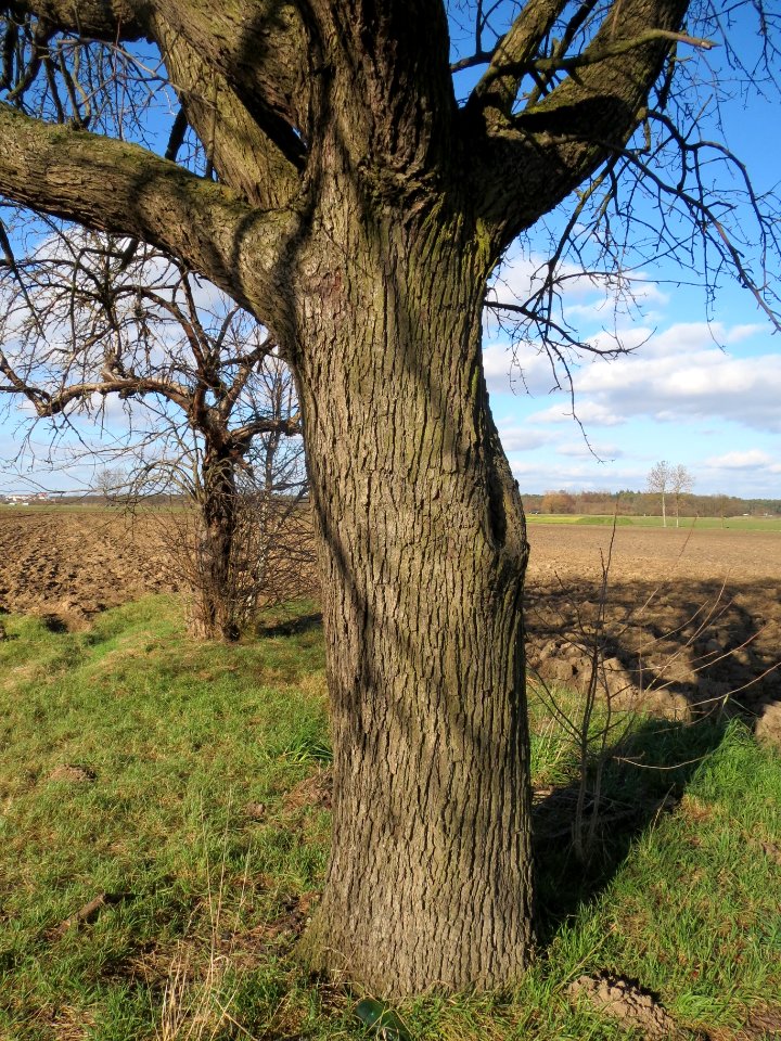20140212Birne_Reilingen10