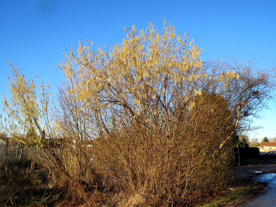 20140117Haselnuss_Hockenheim2