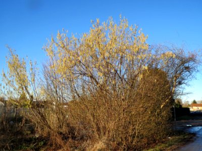 20140117Haselnuss_Hockenheim2