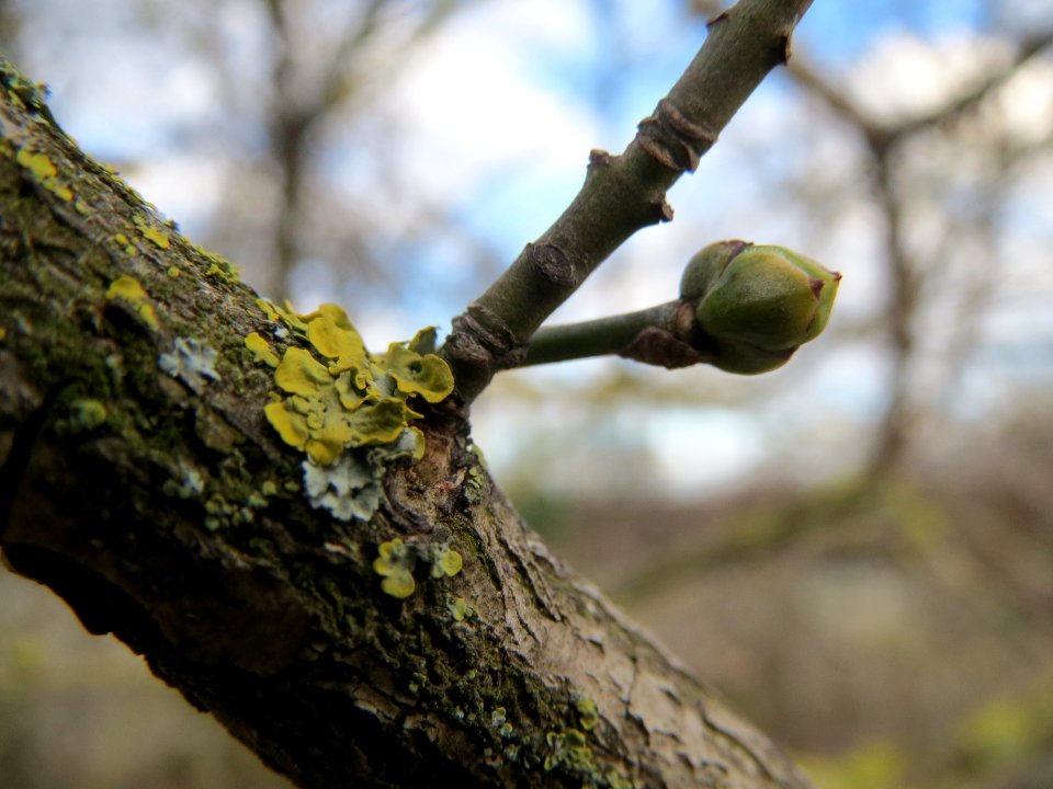 20140211Euonymus_europaeus2