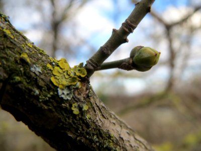 20140211Euonymus_europaeus2
