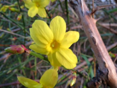 20140109Jasminum_nudiflorum_Hockenheim1