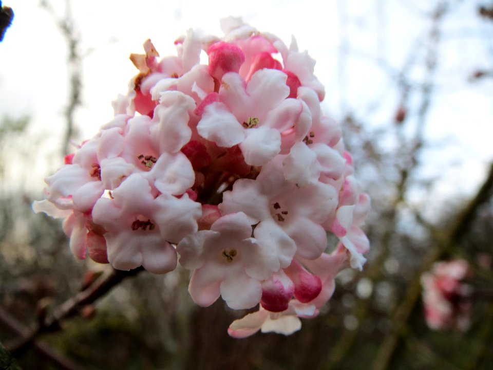 20140118Viburnum_x_bodnantense1
