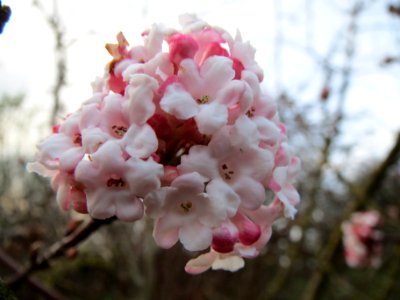 20140118Viburnum_x_bodnantense1