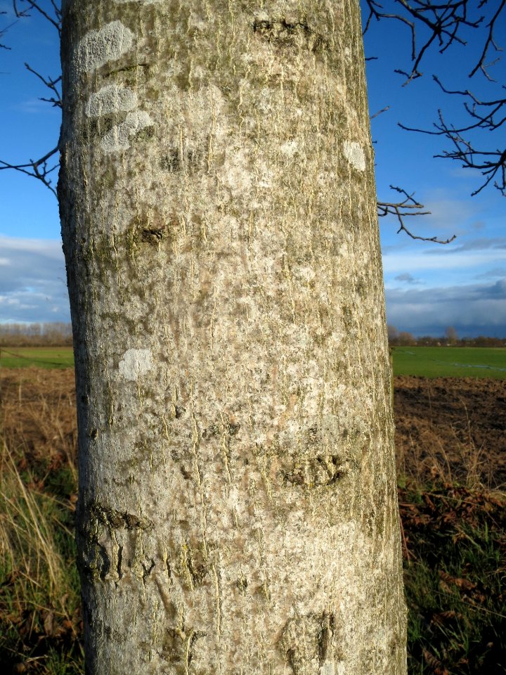 20140216Walnuss_Reilingen4