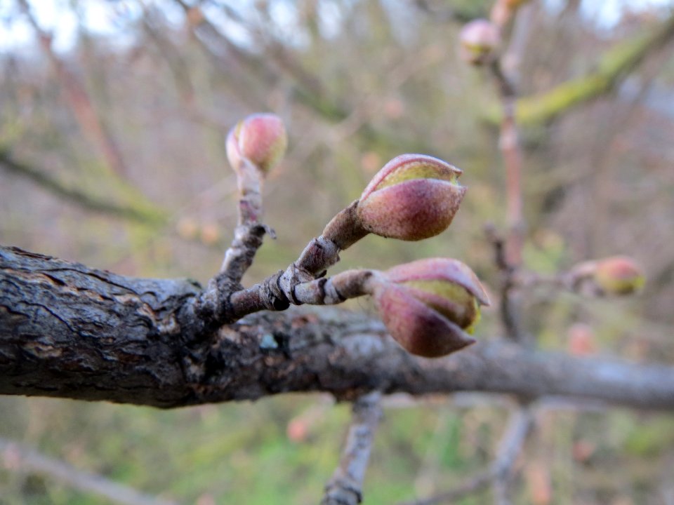 20140118Cornus_mas3