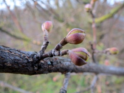 20140118Cornus_mas3