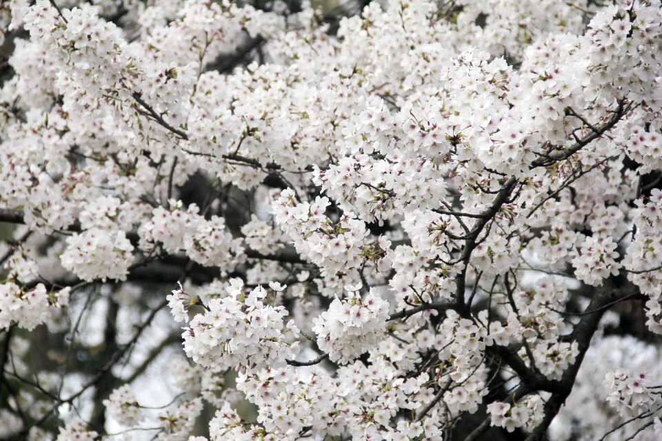Cherry blossom xuanwu lake brilliant