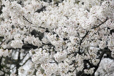 Cherry blossom xuanwu lake brilliant