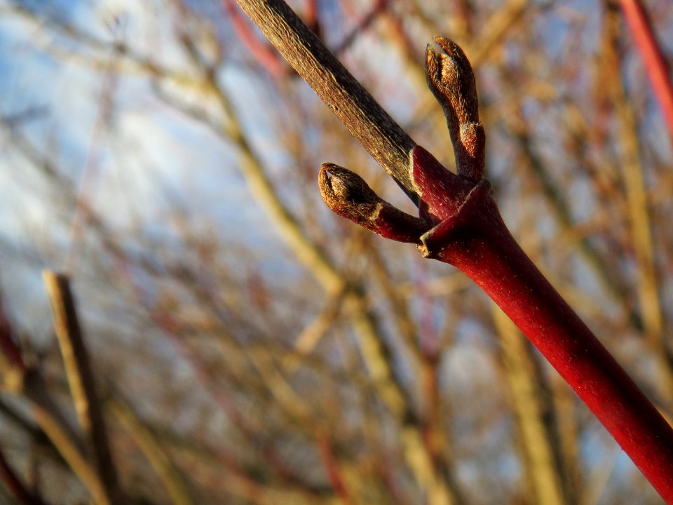 20140110Hartriegel_Reilingen2